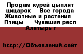 Продам курей цыплят,цицарок. - Все города Животные и растения » Птицы   . Чувашия респ.,Алатырь г.